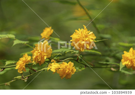 Kyoto Arashiyama Hogon-in Temple Shishiku Garden Yamabuki in full bloom 103894939