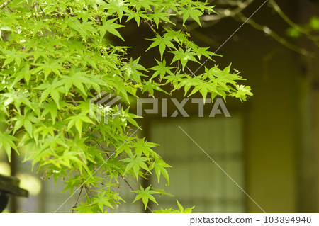 京都嵐山寶嚴院 紫穗之丹羽清鳳軒和青小寺 103894940