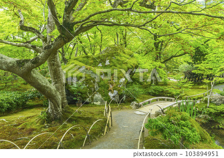 Arashiyama, Kyoto Hogon-in Shishiku-no-niwa, the season of fresh greenery Arashiyama, Kyoto Hogon-in Shishiku-no-niwa, the season of fresh greenery 103894951