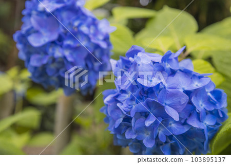 Hasedera Hydrangea Hasedera Hydrangea 103895137