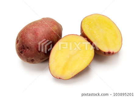 Potato native to South America, Andean red Potato native to South America, Andean red 103895201