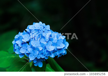 雨季天空中盛開的繡球花 103895256