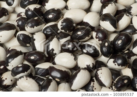 Kidney Bean 103895537