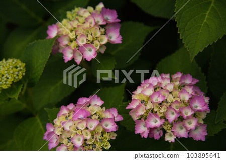 Kitsune River where hydrangeas are in full bloom 103895641