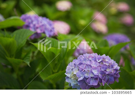 Kitsune River where hydrangeas are in full bloom 103895665
