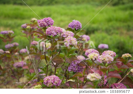 Kitsune River where hydrangeas are in full bloom Kitsune River where hydrangeas are in full bloom 103895677