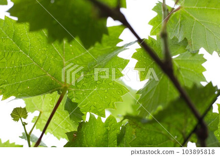 My grape garden for the second year 103895818