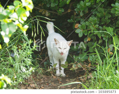 A white cat that came out from the shade A white cat that came out from the shade 103895873