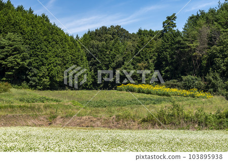 Soba field and blue sky 103895938