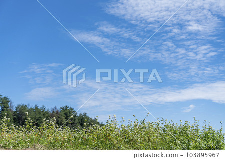 Soba field and blue sky 103895967