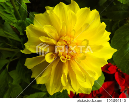 Dahlia pinnata flowers, Chrysanthemum 103896140