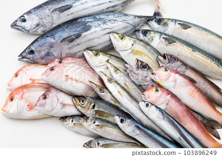 魚集 魚集 103896249