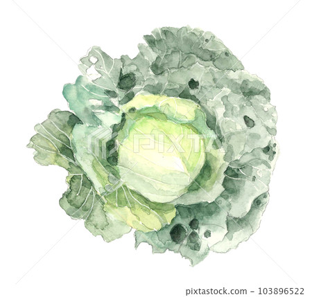 水彩畫白色背景透明背景中無農藥種植的蟲蛀捲心菜的插圖 103896522