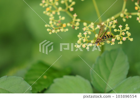 Male of Kinkehara Nagatsuchibachi Male of Kinkehara Nagatsuchibachi 103896554