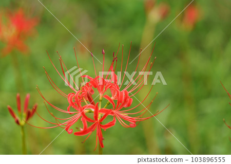 Cluster amaryllis Cluster amaryllis 103896555