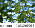 nemophila and bee 103896564