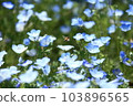 Nemophila and a honeybee 103896565