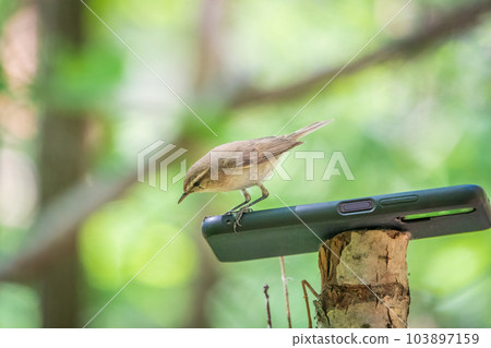 Common chiffchaff, lat. phylloscopus collybita, sitting on branch of bush in spring and looking for food 103897159