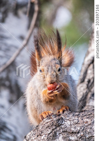 The squirrel with nut sits on a branches in the spring or summer. 103897168