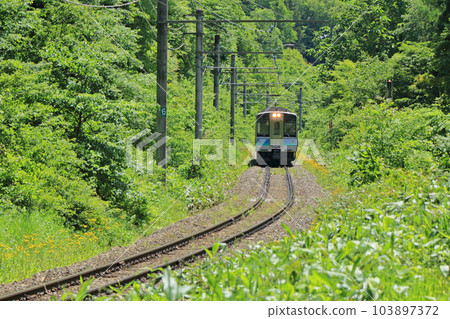 Ozo line in early summer 103897372