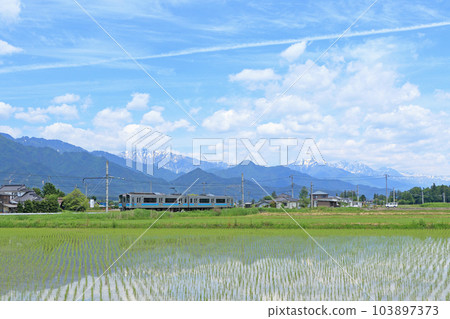 Ozo line in early summer 103897373