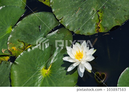 Kamoike water lilies in full bloom Kamoike water lilies in full bloom 103897583