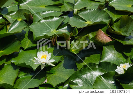 盛開的鴨池睡蓮 103897594
