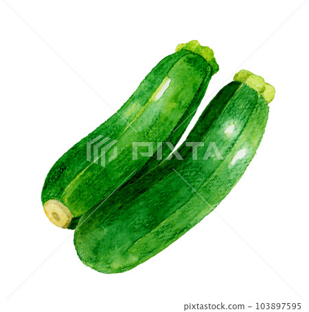 一套2個西葫蘆夏季蔬菜手繪水彩插圖素材 103897595