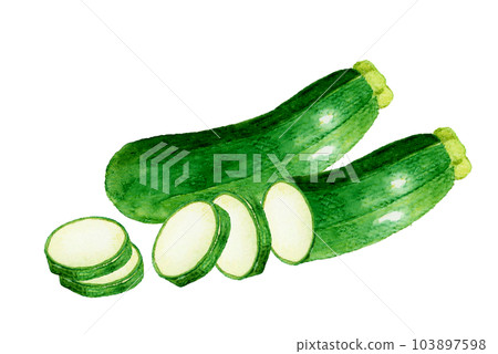 圓形切片西葫蘆夏季蔬菜手繪水彩插畫素材 103897598