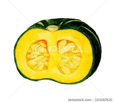 Western pumpkin cut in half Hand drawn watercolor illustration material of summer vegetables 103897620