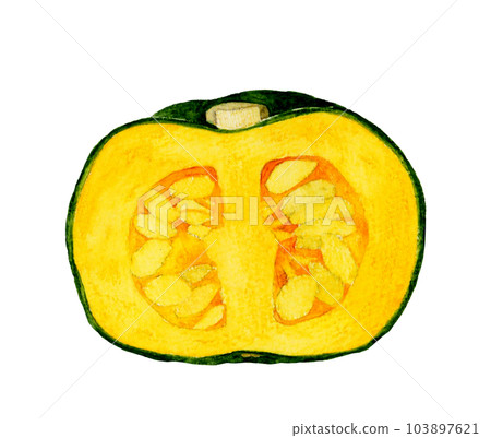 Western pumpkin cut in half Hand drawn watercolor illustration material of summer vegetables 103897621