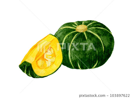 Western pumpkin cut into 1/4 hand-drawn watercolor illustrations of summer vegetables Western pumpkin cut into 1/4 hand-drawn watercolor illustrations of summer vegetables 103897622