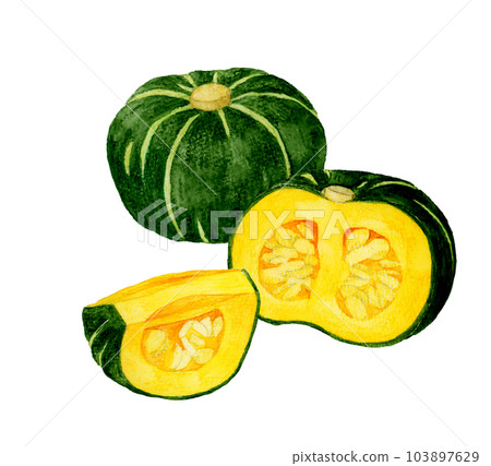 西式南瓜切成兩半和四分之一夏季蔬菜手繪水彩插圖 103897629
