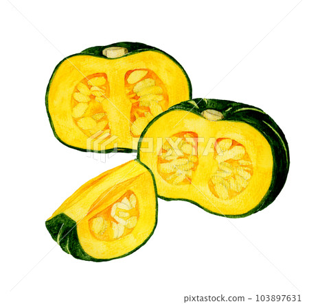 夏季蔬菜切西洋南瓜手繪水彩插畫素材 103897631