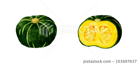 Western pumpkin cut in half Hand drawn watercolor illustration material of summer vegetables 103897637