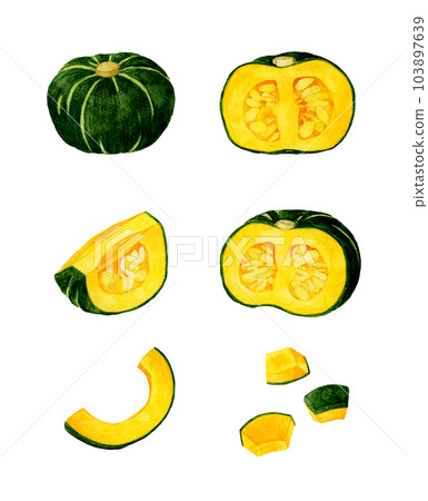 西洋南瓜套裝夏季蔬菜手繪水彩插畫素材合集 103897639