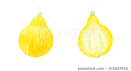 Colinkey（西式南瓜）切成兩半夏季蔬菜手繪水彩插圖 103897650
