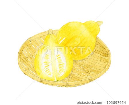 Colinkey（西式南瓜）切成兩半夏季蔬菜手繪水彩插圖 103897654