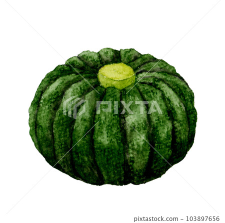 日本南瓜蔬菜手繪水彩插圖素材 103897656