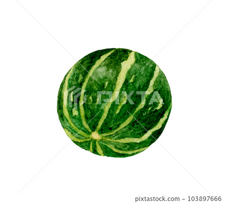 綠色玩具南瓜蔬菜手繪水彩插畫素材 綠色玩具南瓜蔬菜手繪水彩插畫素材 103897666
