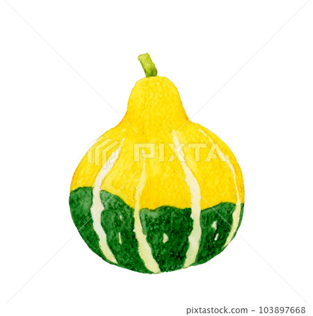 Yellow and green toy pumpkin Vegetable hand-painted watercolor illustration material Yellow and green toy pumpkin Vegetable hand-painted watercolor illustration material 103897668