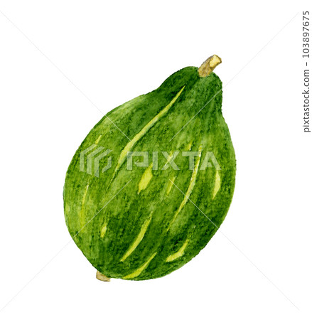 Loron pumpkin vegetable hand-painted watercolor illustration material Loron pumpkin vegetable hand-painted watercolor illustration material 103897675