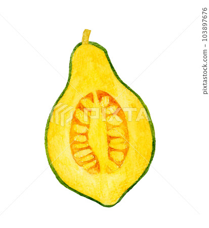 Loron pumpkin cut in half Vegetable hand-painted watercolor illustration material 103897676