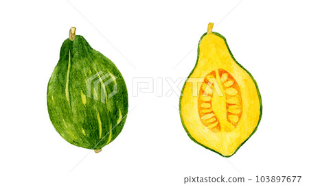 Loron南瓜切成兩半蔬菜手繪水彩插畫素材 Loron南瓜切成兩半蔬菜手繪水彩插畫素材 103897677