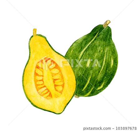 Loron pumpkin cut in half Vegetable hand-painted watercolor illustration material Loron pumpkin cut in half Vegetable hand-painted watercolor illustration material 103897678
