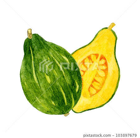 Loron南瓜切成兩半蔬菜手繪水彩插畫素材 103897679