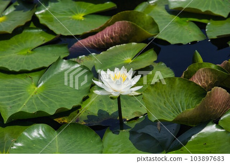 Kamoike water lilies in full bloom 103897683