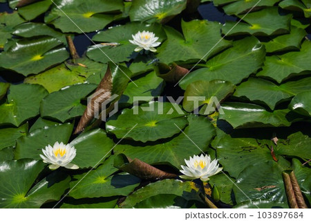 Kamoike water lilies in full bloom Kamoike water lilies in full bloom 103897684