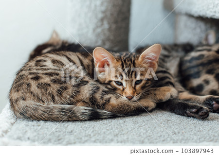 Cute bengal kitten sleeping on a soft cat's shelf of a cat's house. Cute bengal kitten sleeping on a soft cat's shelf of a cat's house. 103897943