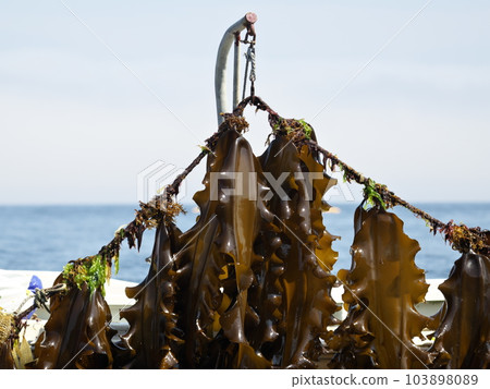 剛從海裡炸出來的羅臼海帶 剛從海裡炸出來的羅臼海帶 103898089
